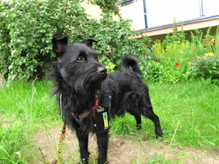 A black dog with a scruffy coat stands on a grassy area, surrounded by lush green plants and colorful flowers. The dog appears alert and curious, wearing a colorful collar and carrying a small device attached to it.