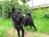 A black dog with a scruffy coat stands on a grassy area, surrounded by lush green plants and colorful flowers. The dog appears alert and curious, wearing a colorful collar and carrying a small device attached to it.