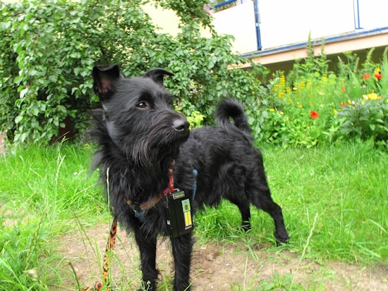 A black dog with a scruffy coat stands on a grassy area, surrounded by lush green plants and colorful flowers. The dog appears alert and curious, wearing a colorful collar and carrying a small device attached to it.