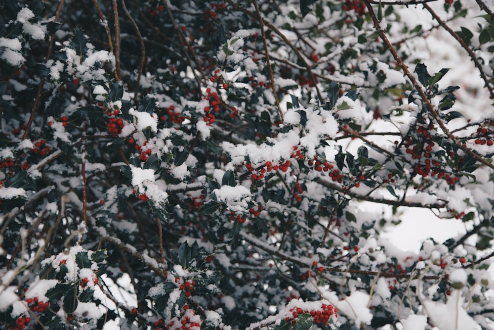 shallow focus of red fruits covered with snow