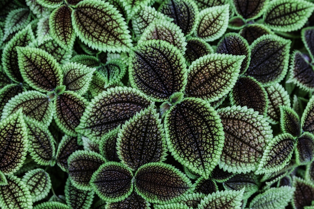 close-up photo of green-and-brown leaf plants