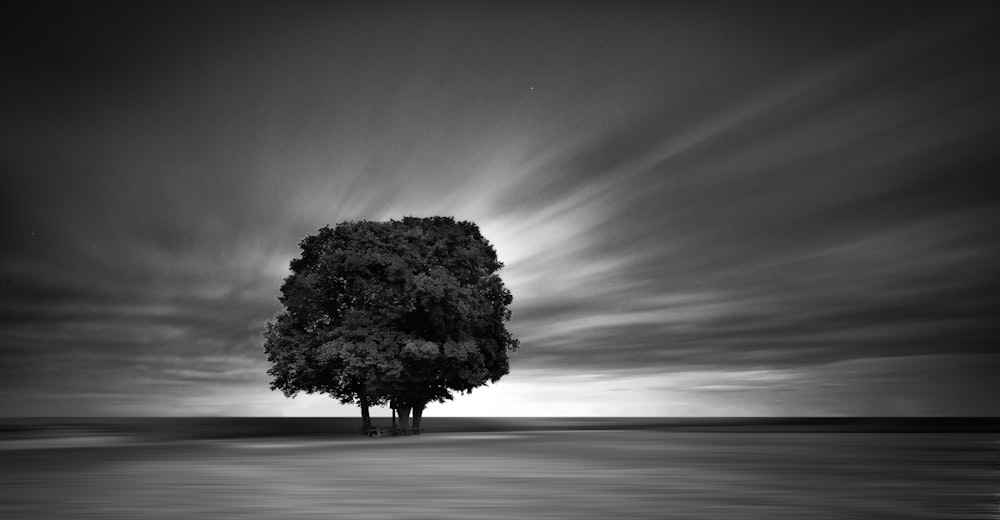 grayscale photography of tree