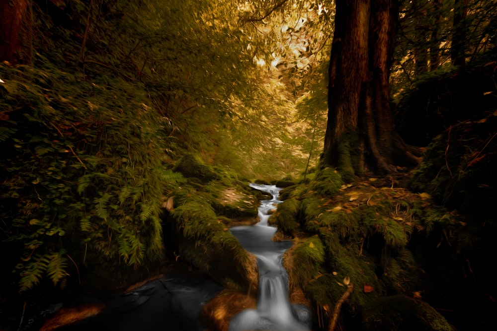 plan d’eau entre les arbres