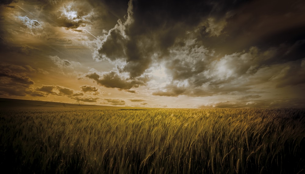 wheat field under cloudy sky