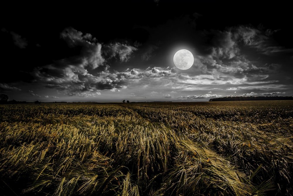 green grassland during night time