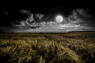 green grassland during night time