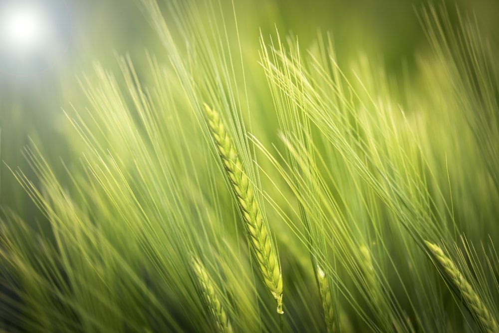 photo of wheat