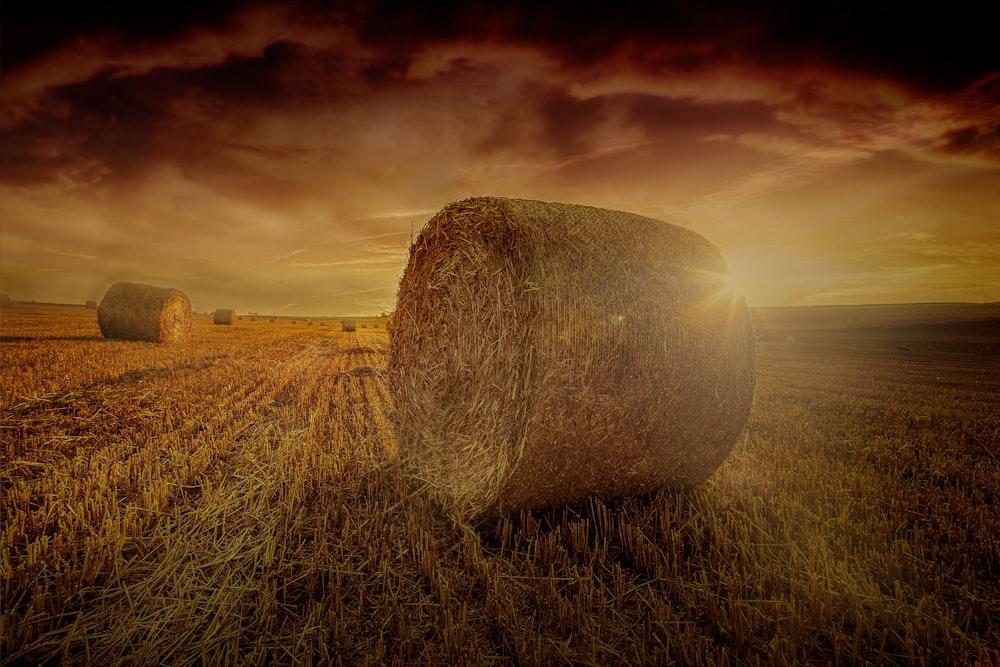 hay rolls photo during golden hour