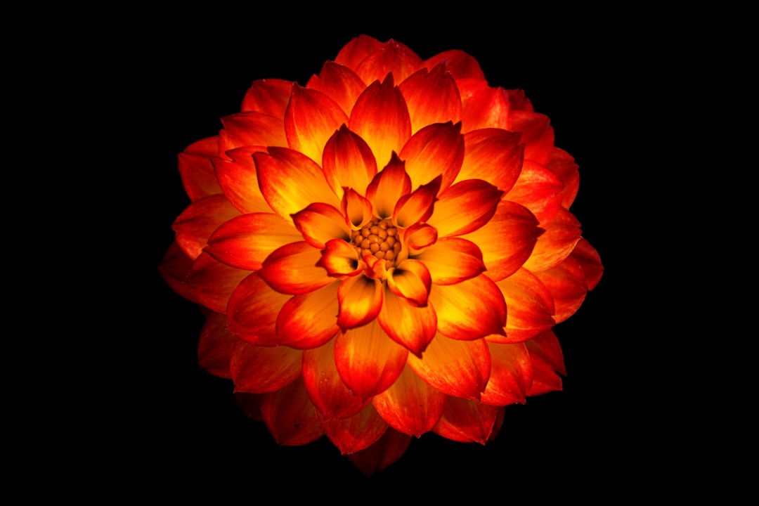red and yellow flower digital wallpaper, Glowing Dahlia