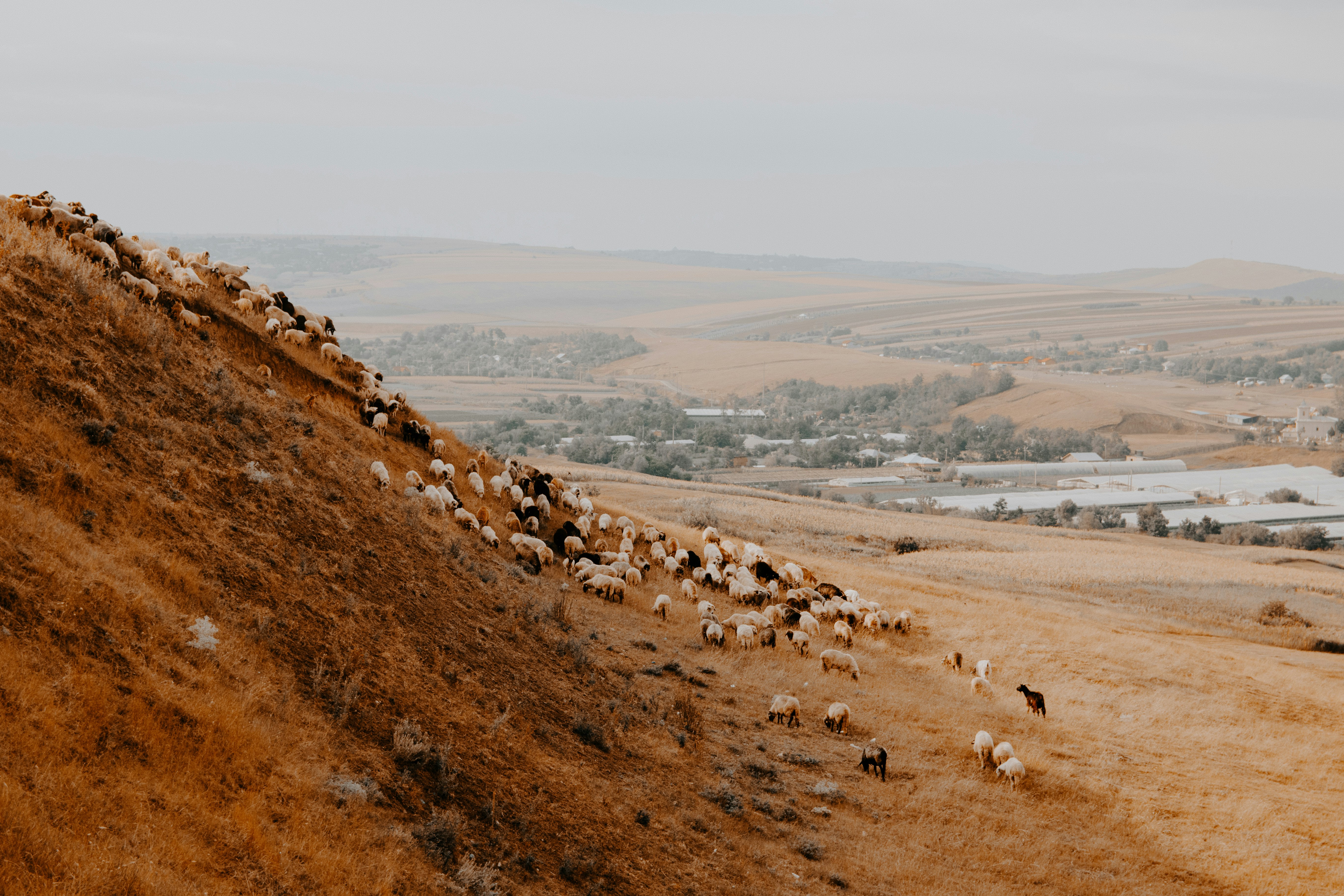 herd of sheep on a hillside