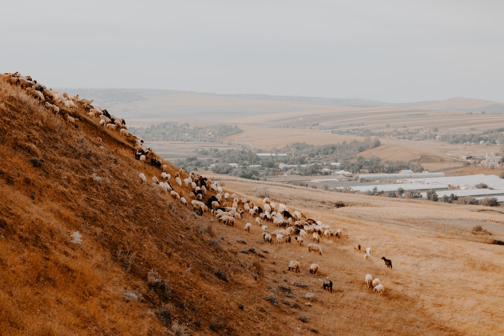 丘の中腹に浮かぶ羊の群れ