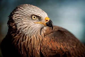 closeup photography of bald eagle