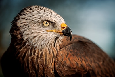 closeup photography of bald eagle