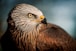 closeup photography of bald eagle
