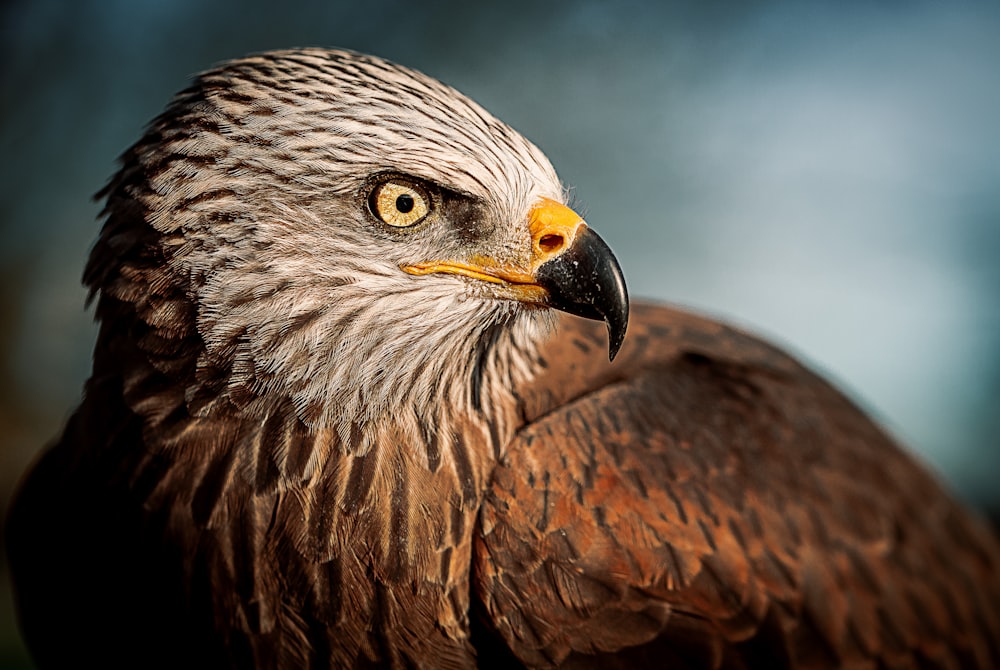 fotografia em closeup da águia careca