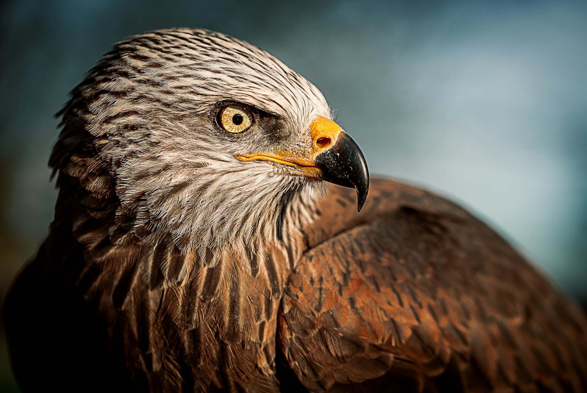 closeup photography of bald eagle
