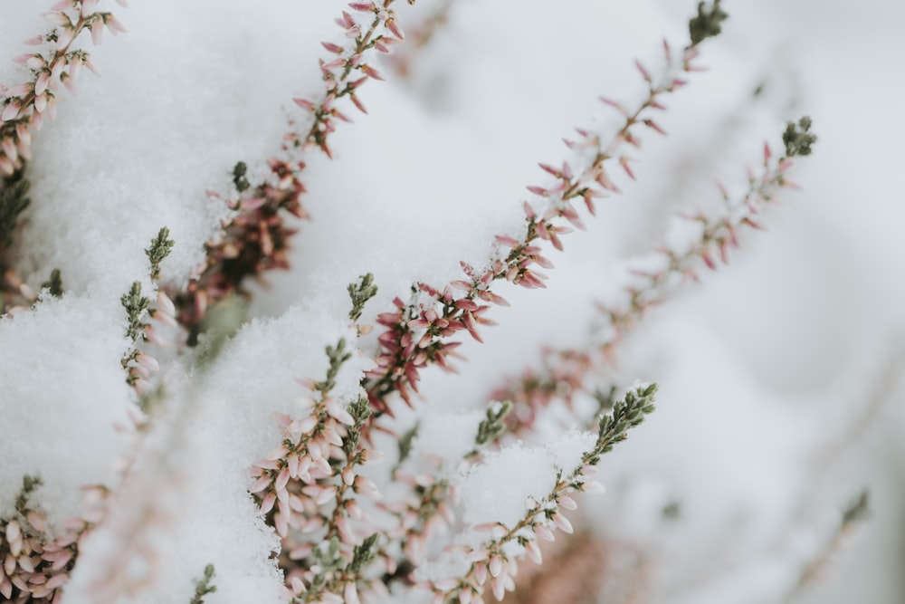 Photographie sélective de plantes à feuilles roses et vertes recouvertes de neige