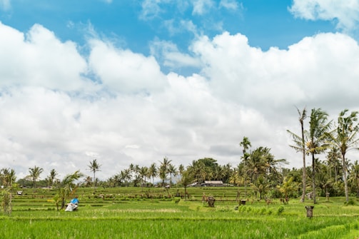 A lush, green rice field stretches across the landscape under a bright blue sky with scattered clouds. Palm trees line the field, adding tropical elements to the scene. A person wearing a blue garment can be seen working in the field, contributing to the idyllic, rural atmosphere.