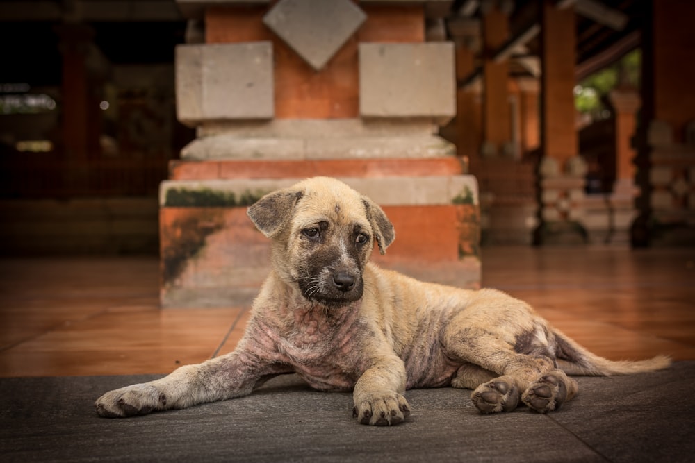 short-coated brown puppy