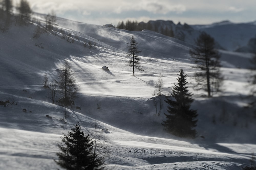 trees on mountain covered with snow