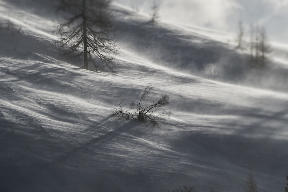 bare tree covered with snow