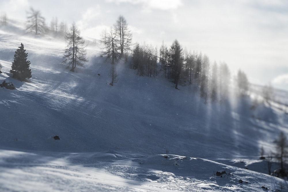 snow covered hill with trees