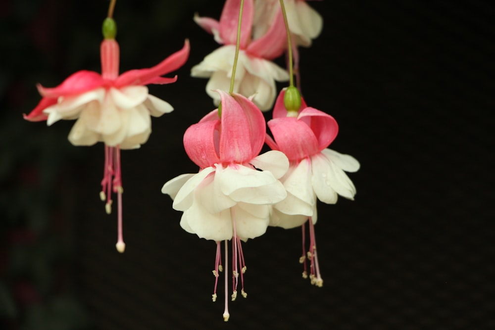 white and pink petaled flowers
