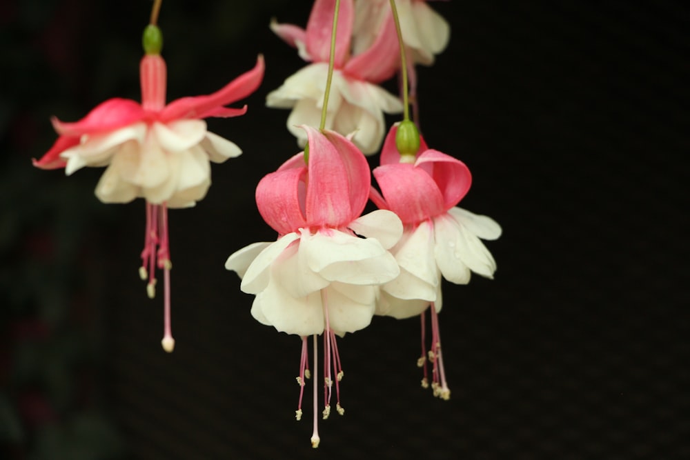 fleurs aux pétales blancs et roses