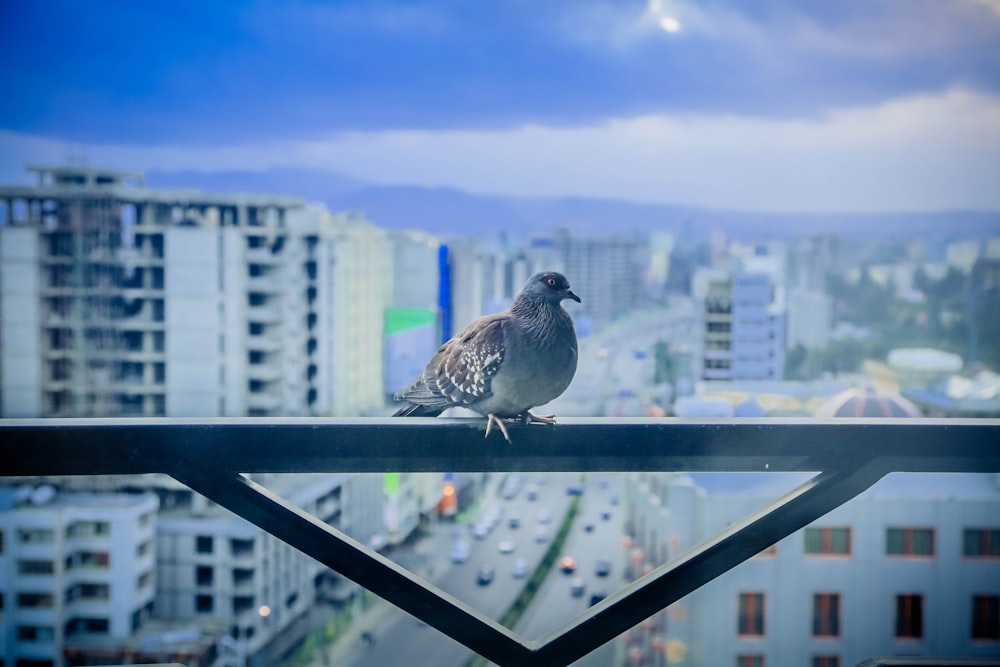 focus photo of gray and brown bird on black metal frame