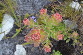 A cluster of succulent plants with rosettes of green leaves edged in red. The background consists of grayish soil and scattered vegetation, including some small purple flowers.