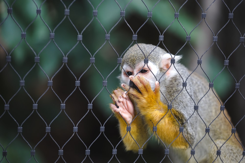 shallow focus photography of monkey holding fence