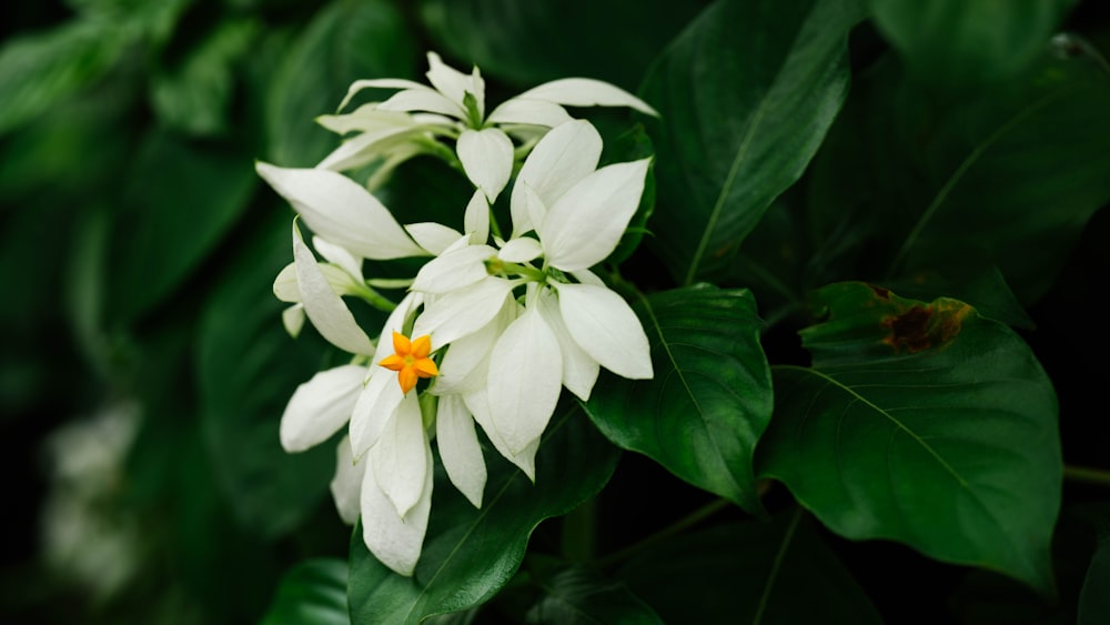 shallow focus photo of white flowers near green leaves