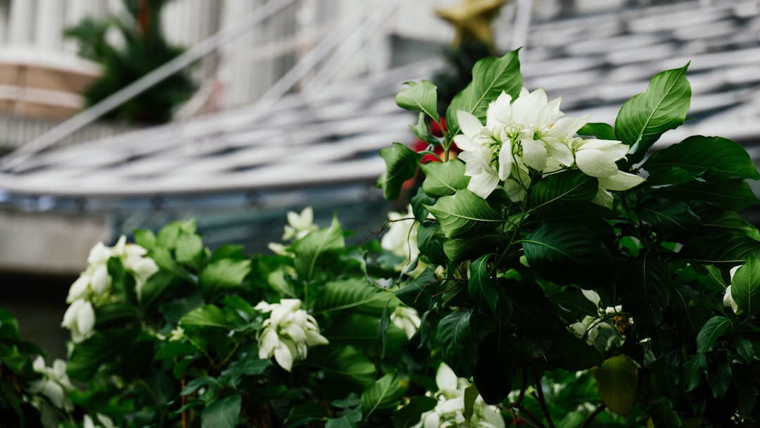 white flowers in bokeh photography