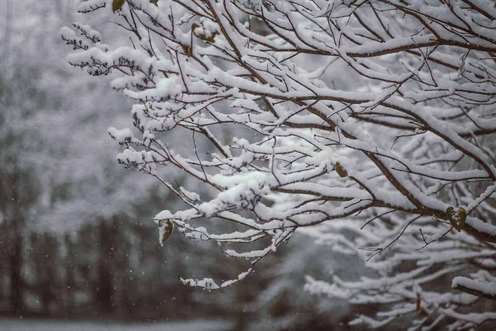 shallow focus photography of snow covered tree