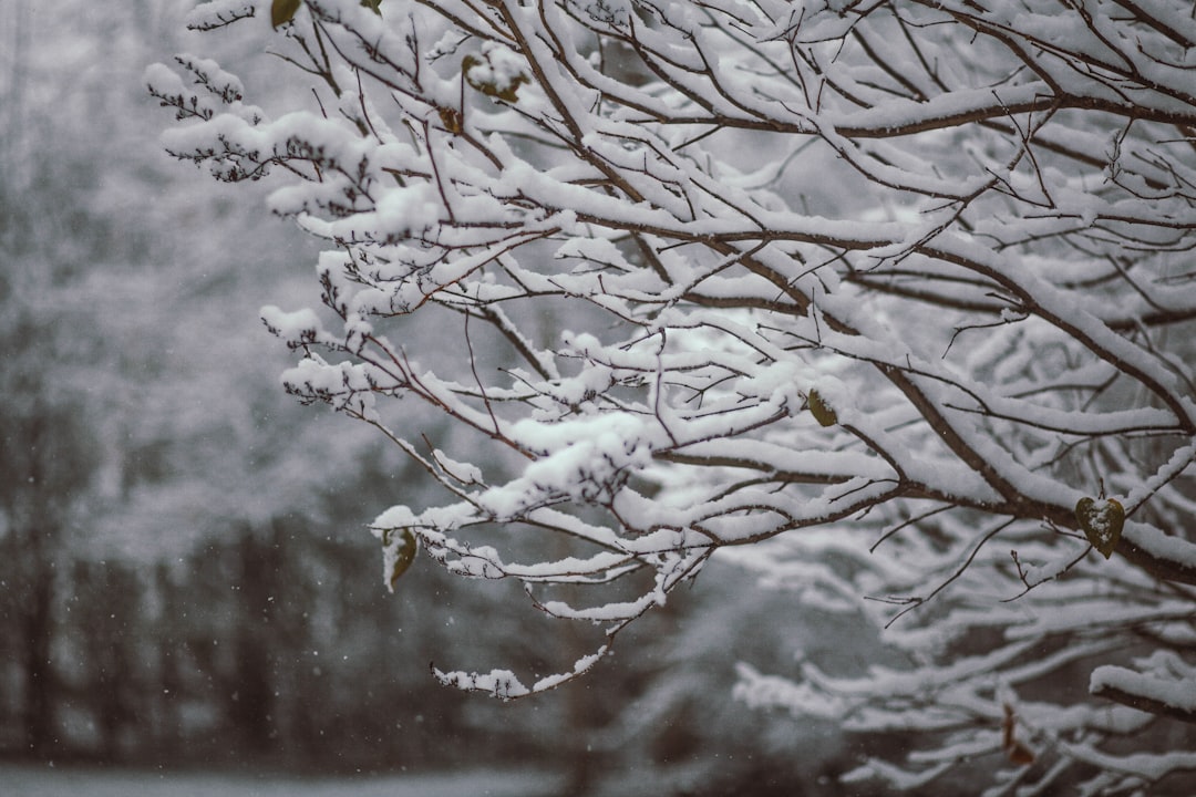 shallow focus photography of snow covered tree,