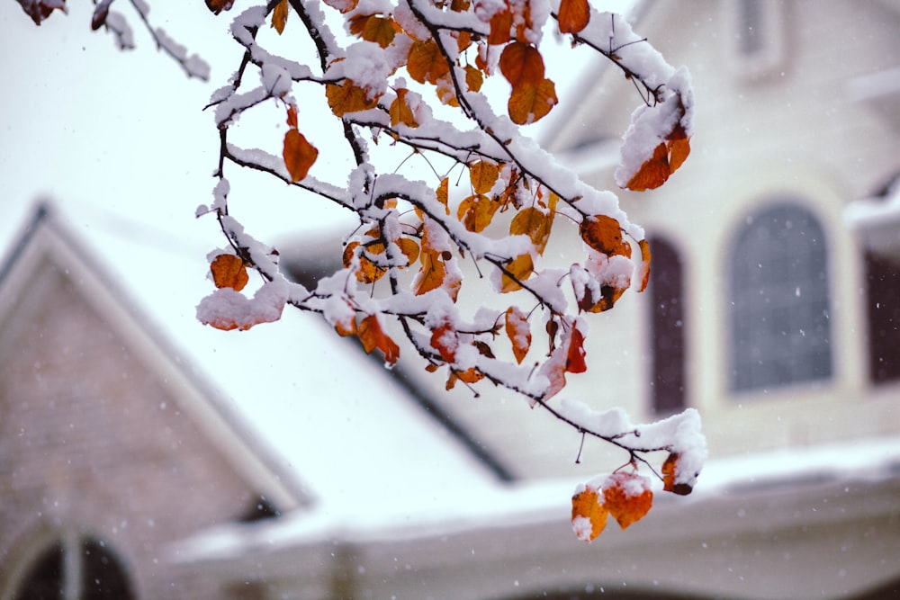shallow focus photography of tree branch bearing fruits covered in snow