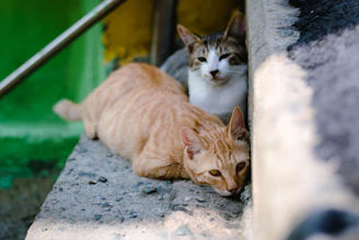 closeup photography of two orange tabby cat and tortoiseshell cat on concrete stairs