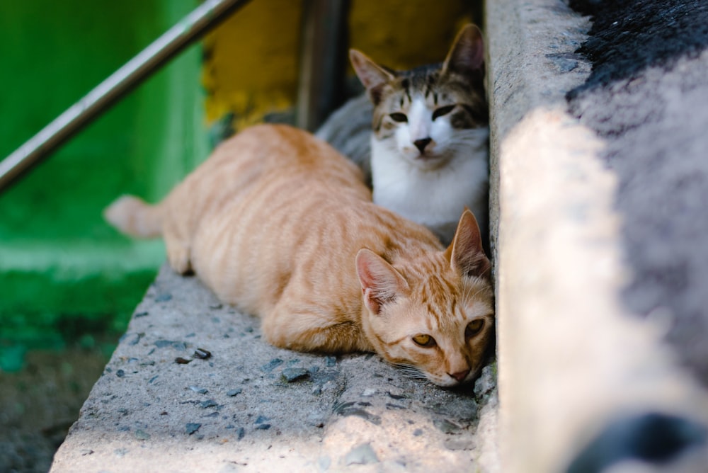 Nahaufnahme von zwei orange getigerten Katzen und Schildpattkatzen auf Betontreppen