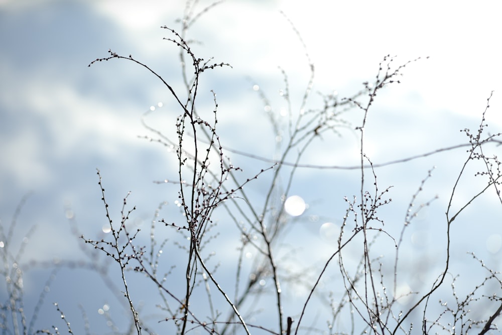 selective focus photography of grasses