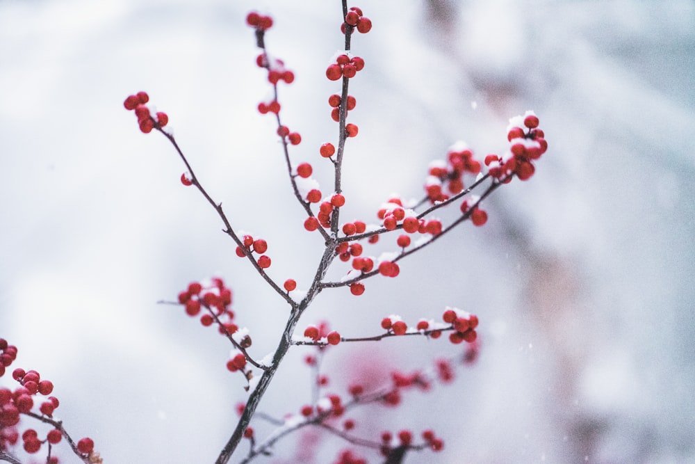 red fruit in selective focus photography