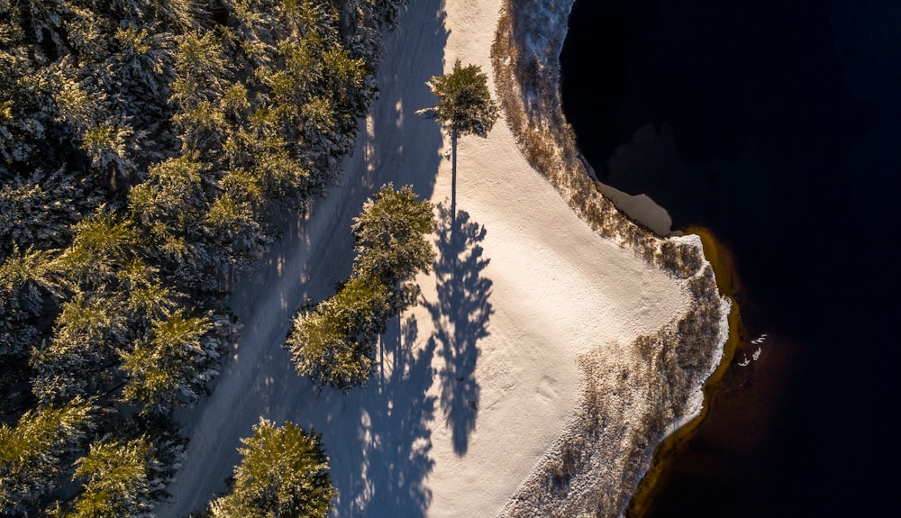 aerial photography of forest beside body of water