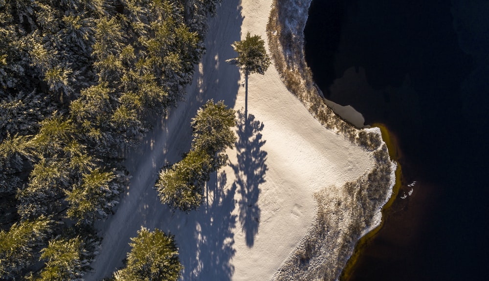 Photographie aérienne d’une forêt au bord d’un plan d’eau
