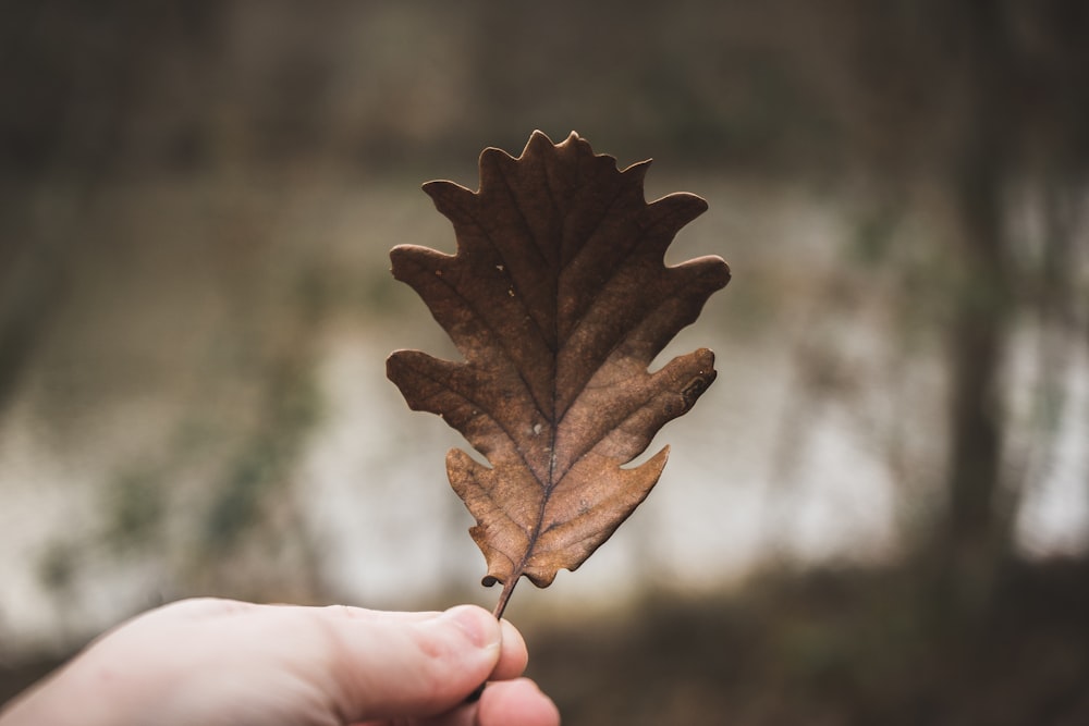 person holding brown leaf taken at daytime