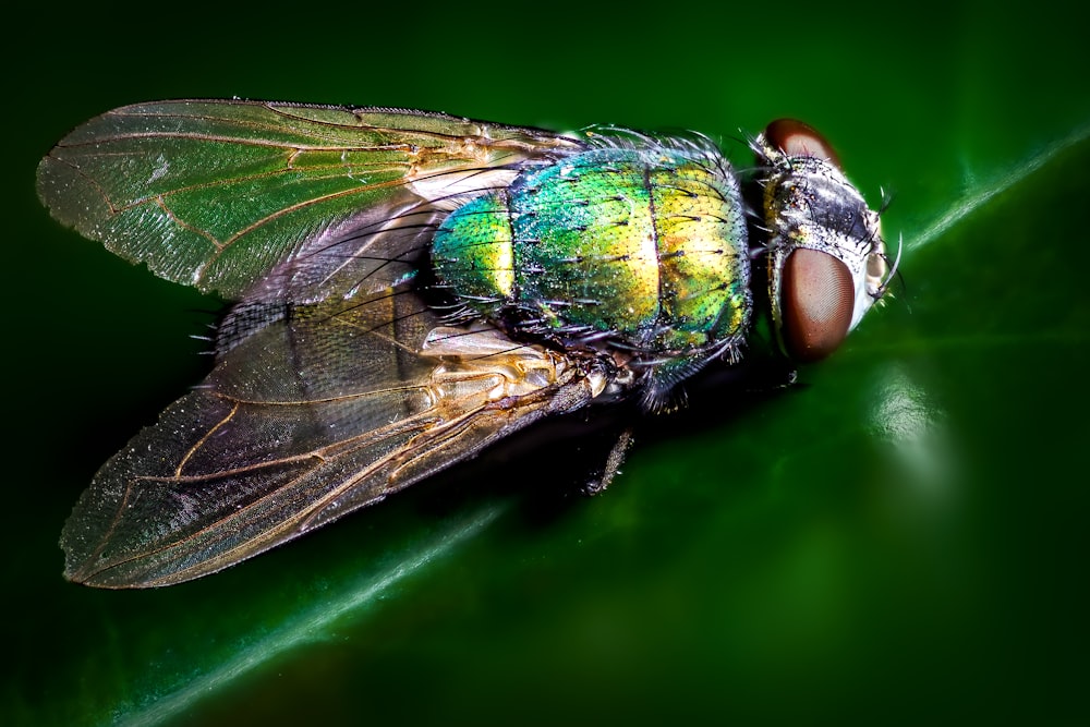 Photographie en gros plan de mouche bleue et verte