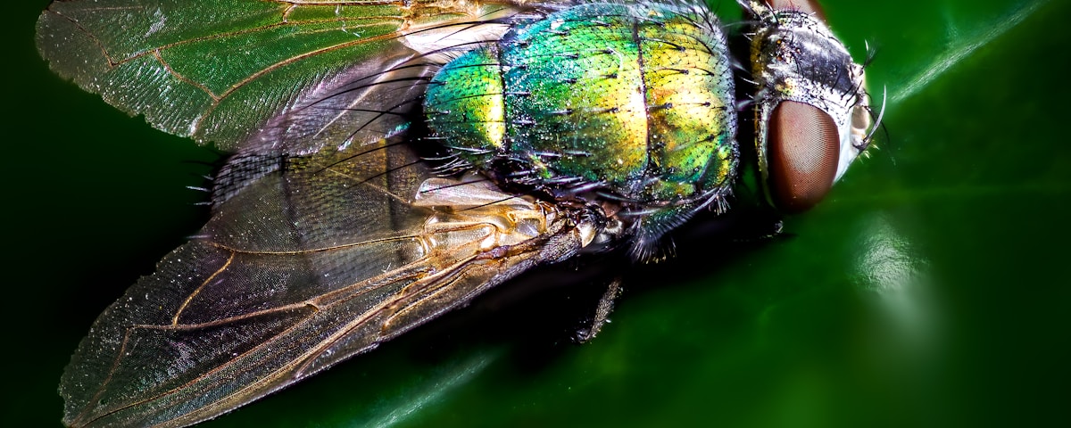 closeup photography of blue and green fly