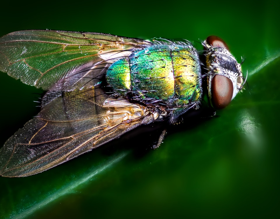 closeup photography of blue and green fly