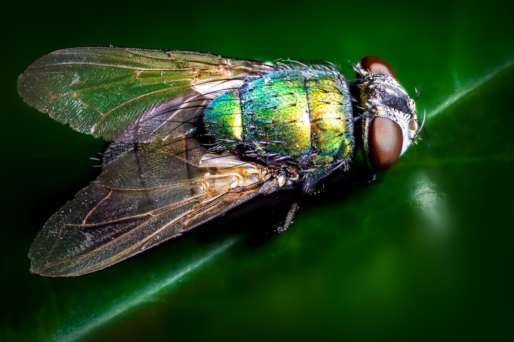 Fotografía de primer plano de mosca azul y verde