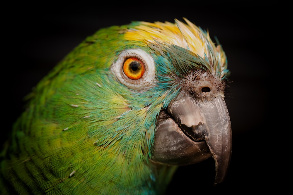 photo of green and yellow parrot