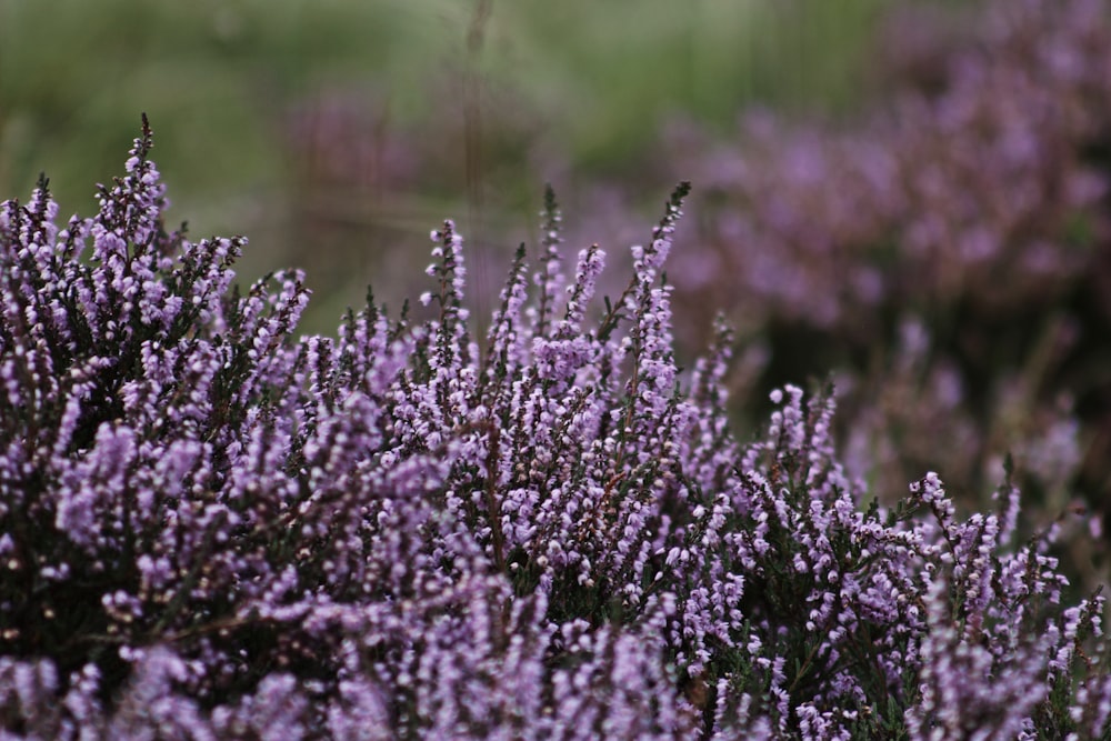 Campo de flores púrpuras