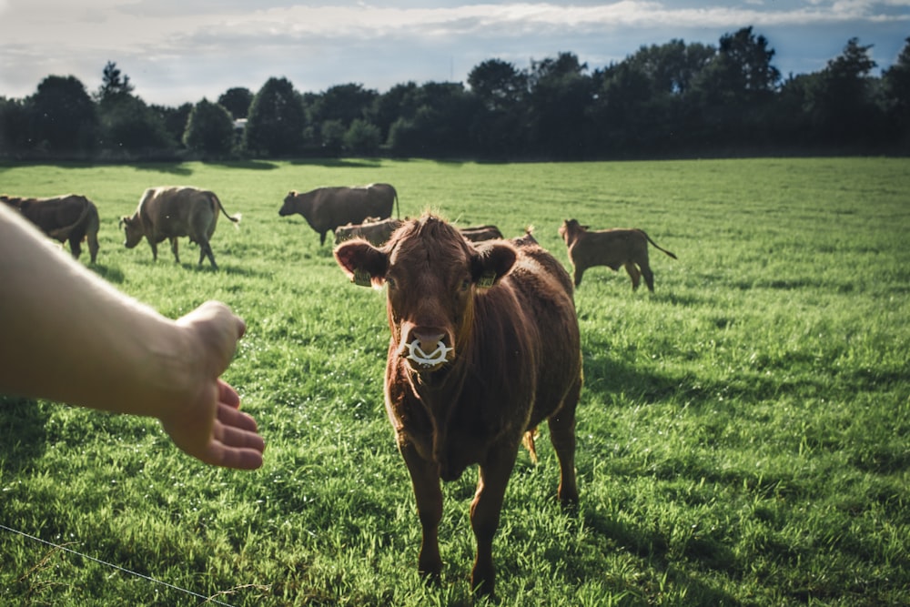 brown cow on green grass field during daytime